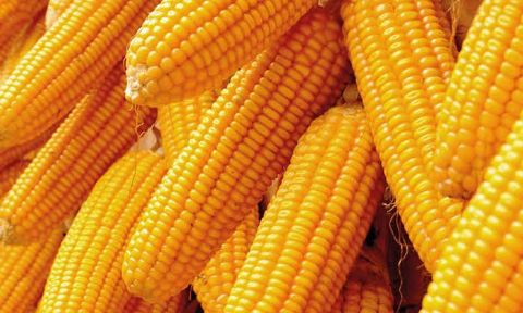 CBN Moves To Ban Maize Importation, Denies Maize Importers Access To Forex