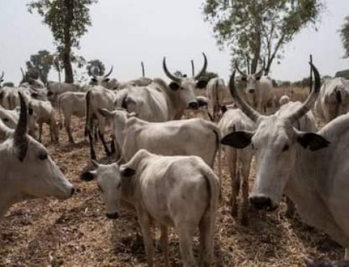 Open Grazing: Ondo State Government To Auction Off Seized Cows