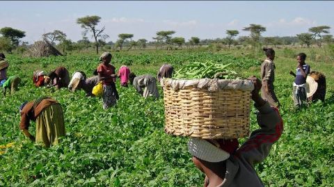 Farmers Seek Exclusion Of ‘Political Farmers’ From CBN’s Zero-Interest Loan Scheme