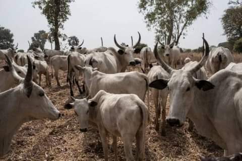Open Grazing: Ondo State Government To Auction Off Seized Cows